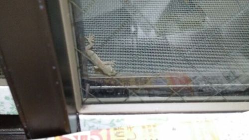 20160529_4.jpg