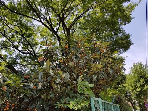 20180609_105426.jpg