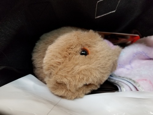 20181117_145046.jpg