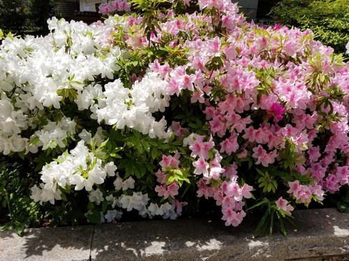 20190503_110947.jpg